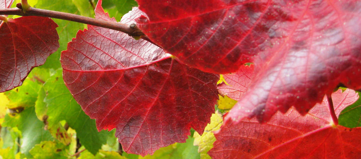 Pinot Noir vines in Autumn at Midhill Vineyard - Macedon Ranges Cool Climate Wines